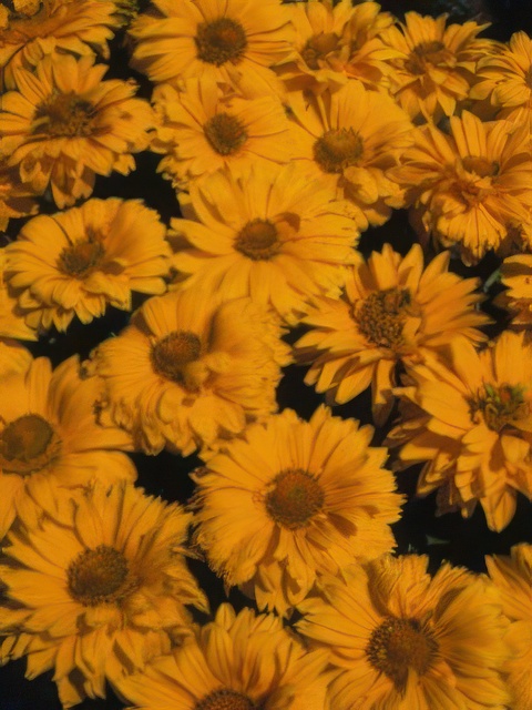 HELIOPSIS MIDWEST DREAMS