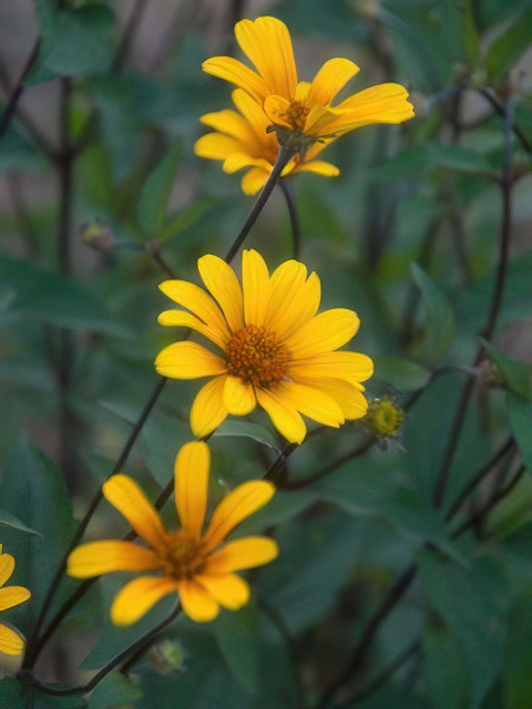 HELIOPSIS SUMMER NIGHTS