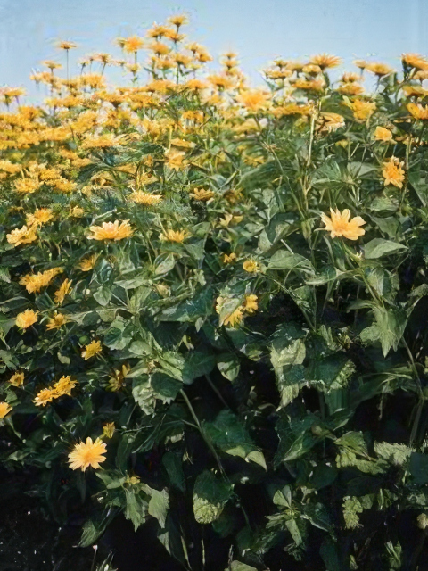 Heliopsis Summer Sun
