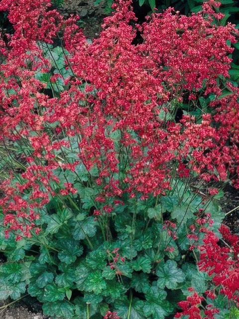 HEUCHERA BRESSINGHAM HYBRIDS