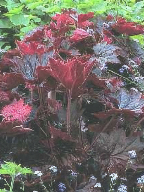 Heuchera micrantha Palace Purple