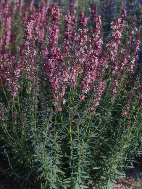 HYSSOPUS NECTAR ROSE