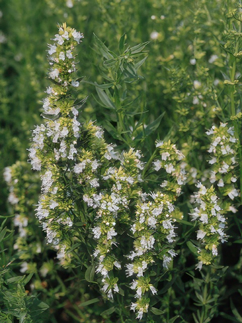 HYSSOPUS NECTAR WHITE