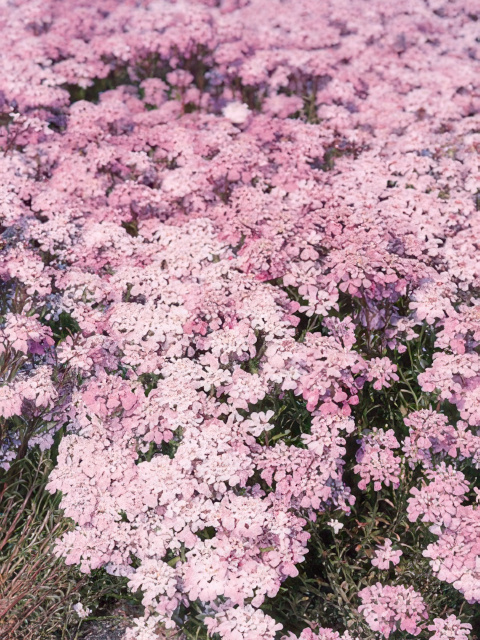 Iberis gibraltarica
