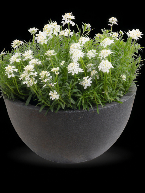 Iberis Snow Flurries