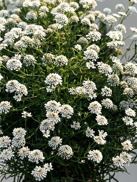 IBERIS SNOWFLAKE