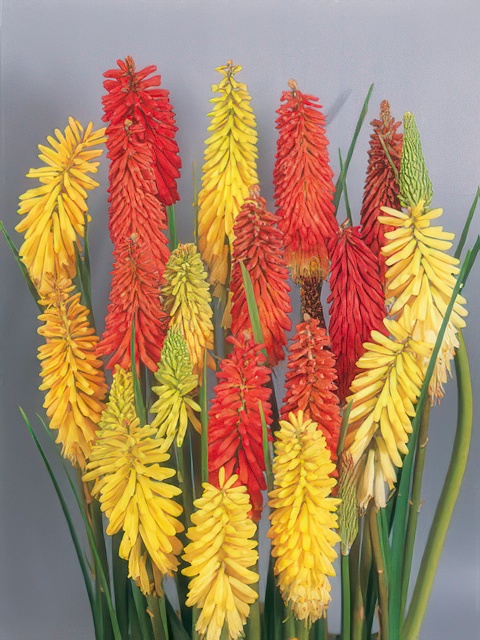 KNIPHOFIA FLAMNENCO