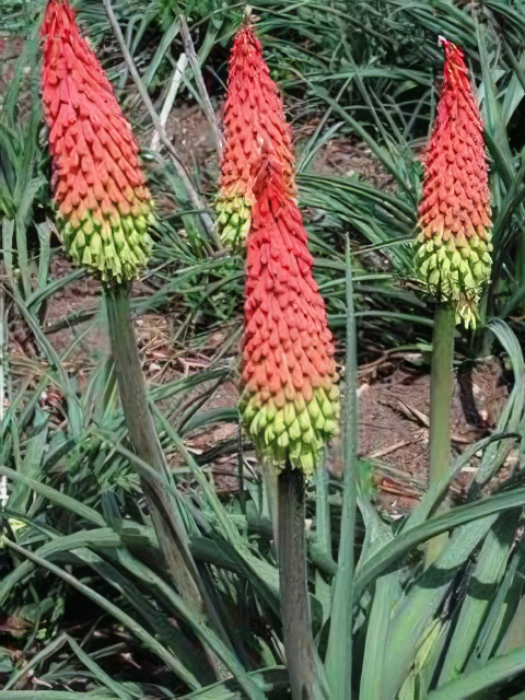 Kniphofia hirsuta Traffic Light