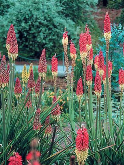 Kniphofia uvaria Royal Castle Mix