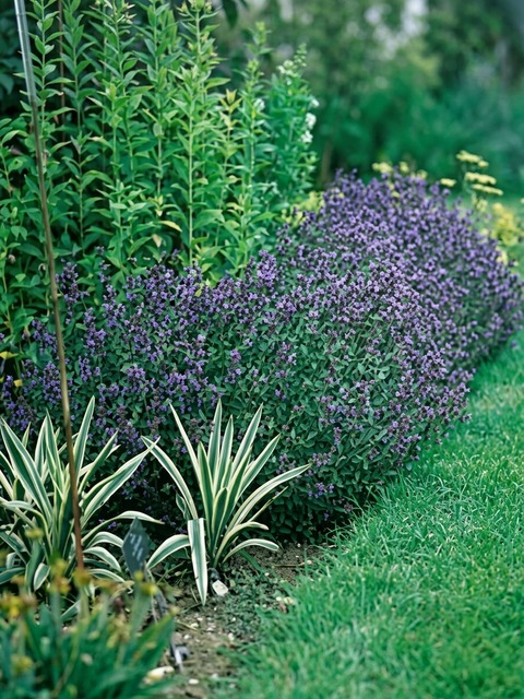 LAVANDULA HIDCOTE