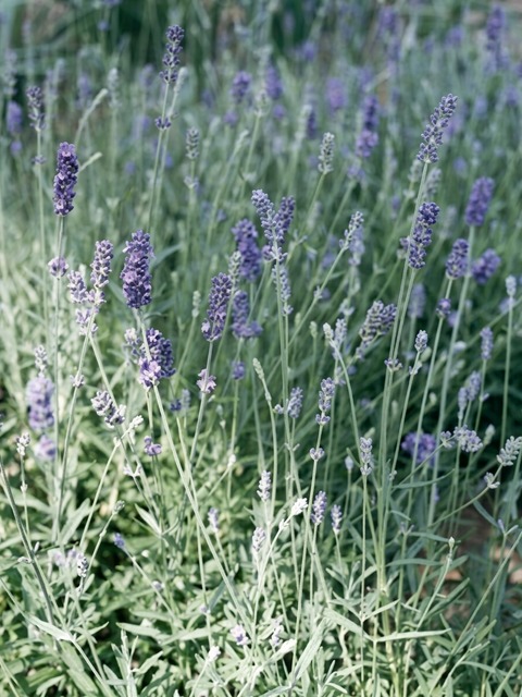 LAVANDULA MUNSTEAD