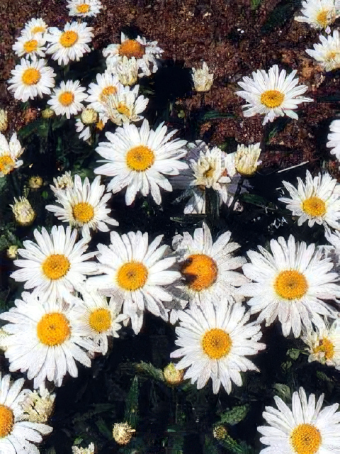 Leucanthemum Alaska