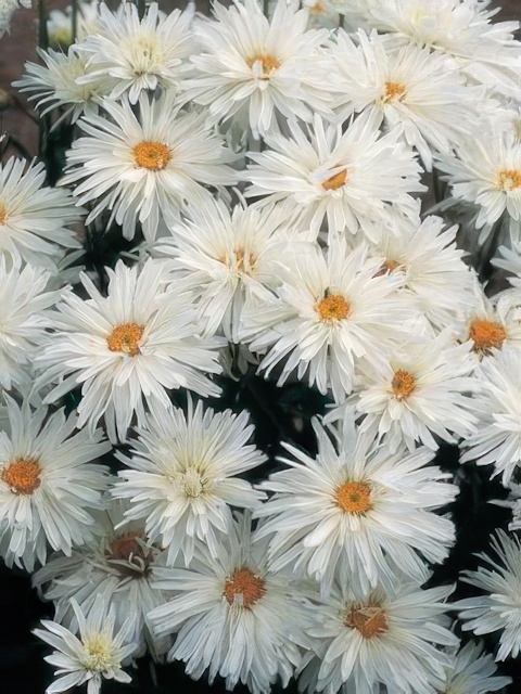 LEUCANTHEMUM CRAZY DAISY