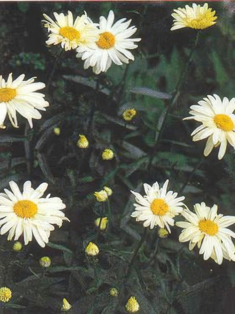 Leucanthemum May Queen