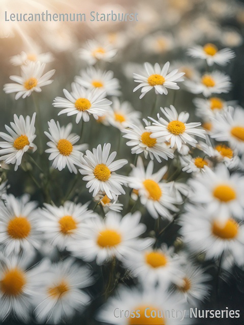 LEUCANTHEMUM STARBURST