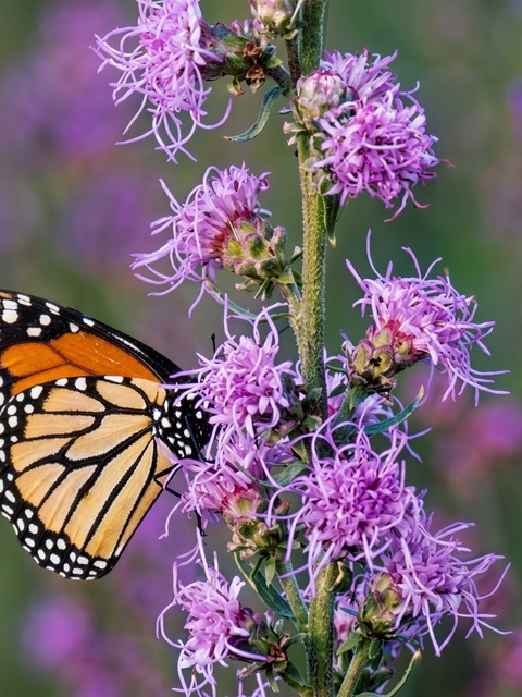 LIATRIS ASPERA