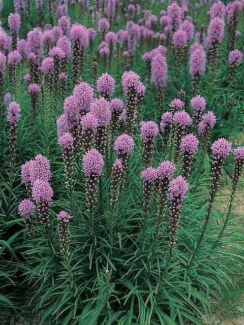 LIATRIS FLORISTAN VIOLET