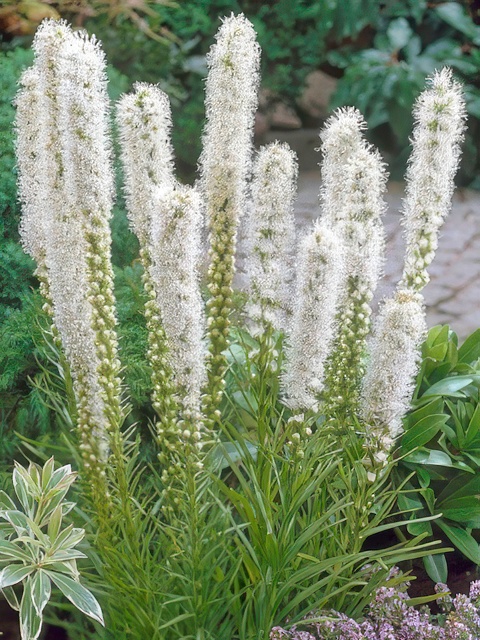 LIATRIS FLORISTAN WHITE