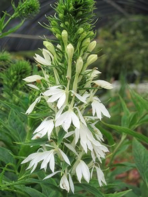 Lobelia cardinalis Alba