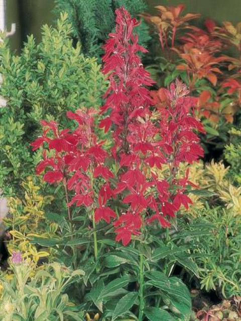 Lobelia cardinalis