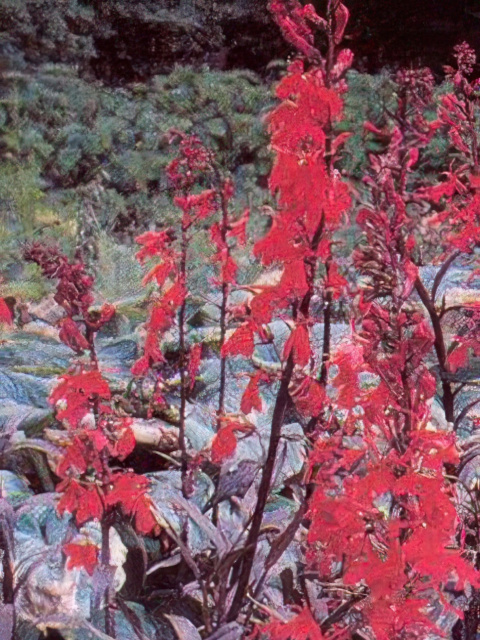 Lobelia fulgens Queen Victoria