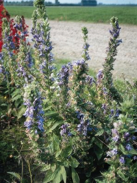 Lobelia siphilitica Blue Cardinal Flower