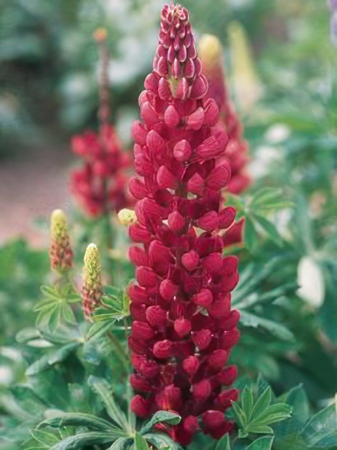LUPINUS CARMINE PINK