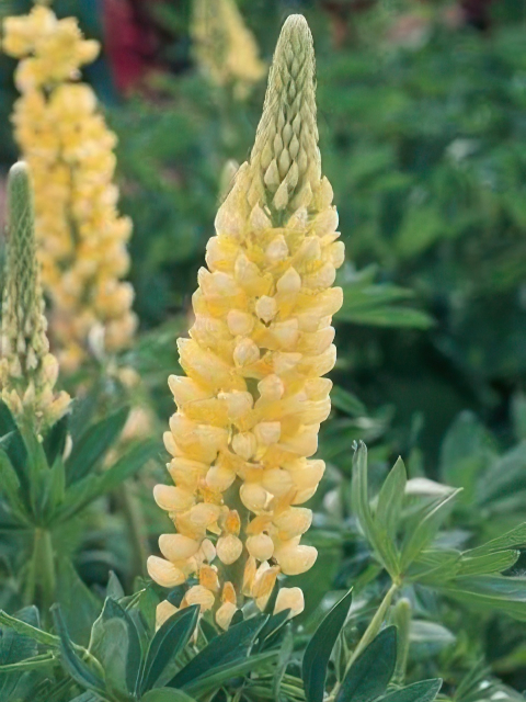 LUPINUS CHANDELIER YELLOW