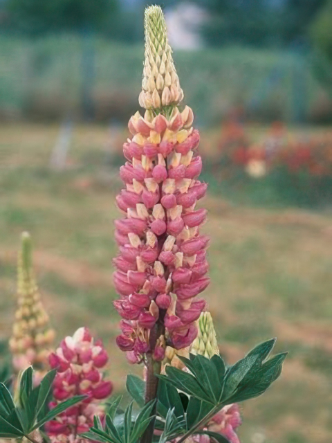 Lupinus Chatelaine Pink