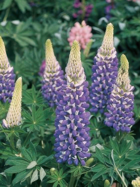 LUPINUS GOVERNOR BLUE