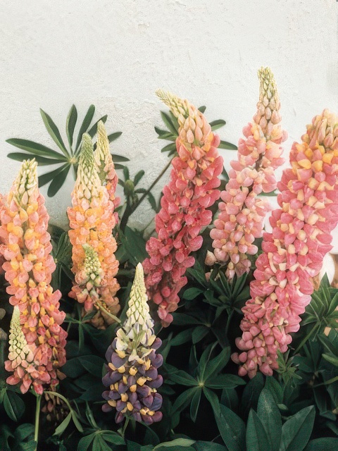 LUPINUS MINARETTE DWARF