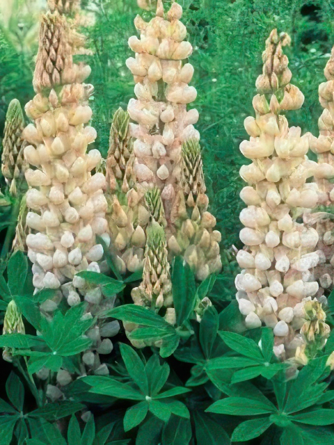 LUPINUS NOBLE MAIDEN