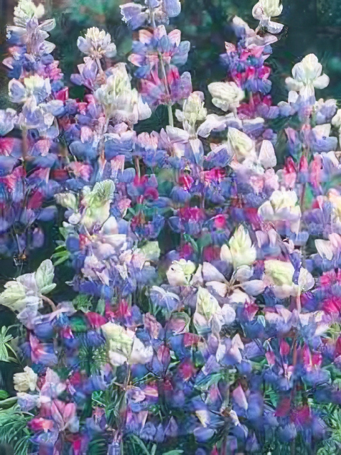 Lupinus perennis