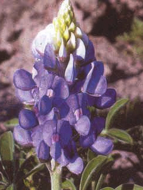 Lupinus texensis