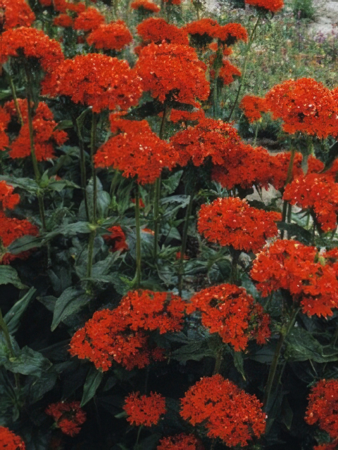 Lychnis chalcedonica Maltese Cross