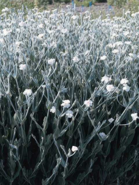 Lychnis coronaria Alba