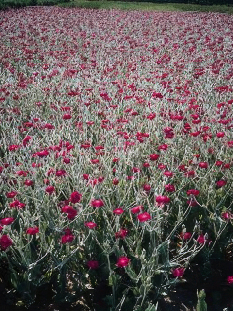 Lychnis coronaria Atrosanguinea