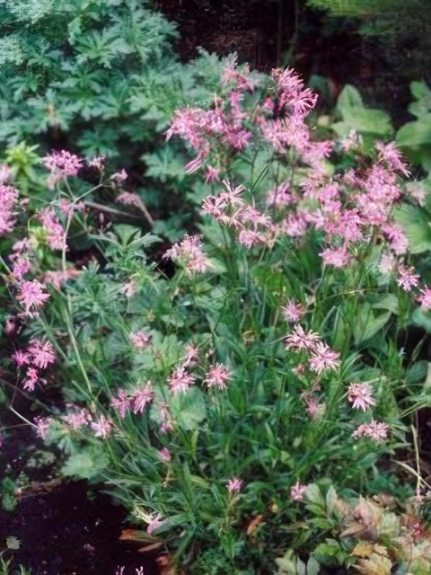 Lychnis flos-cuculi