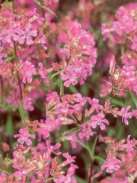 Lychnis viscaria Atropurpurea