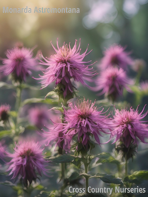 MONARDA ASTROMONTANA BEES FAVORITE