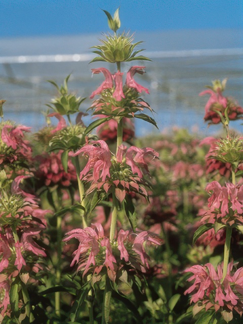 MONARDA LAMBADA