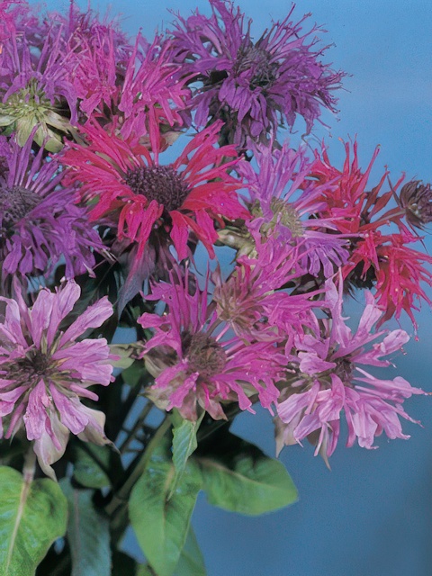 MONARDA PANORAMA MIX