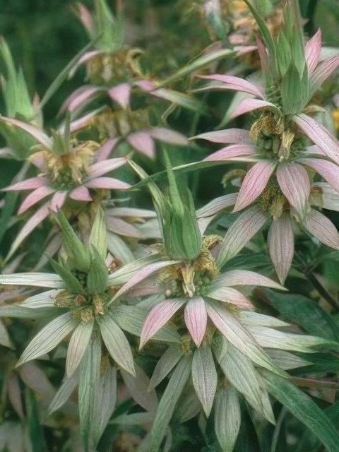 MONARDA PUNCTATA