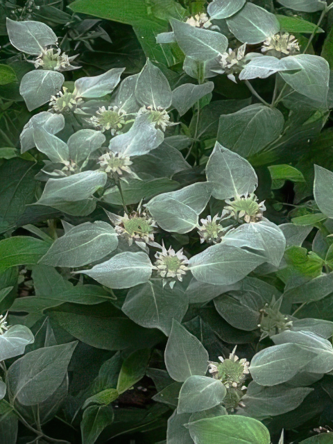 MOUNTAIN MINT