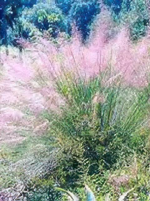 Muhlenbergia capillaris
