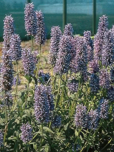 NEPETA NERVOSA BLUE CARPET