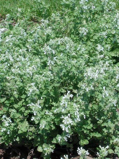 NEPETA RACEMOSA ALBA