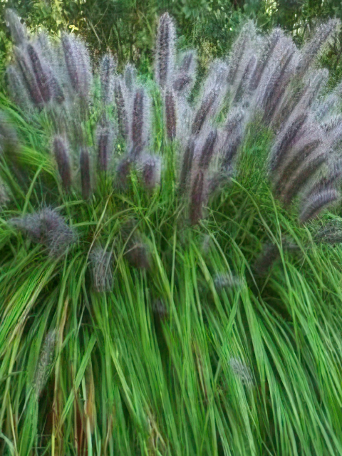 Pennisetum alopecuroides