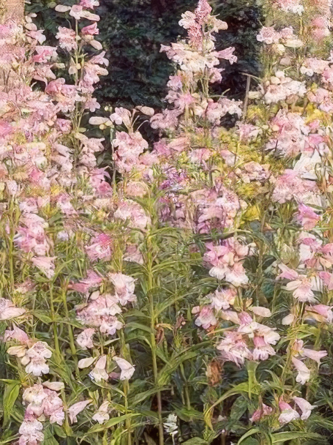 Penstemon gracilis