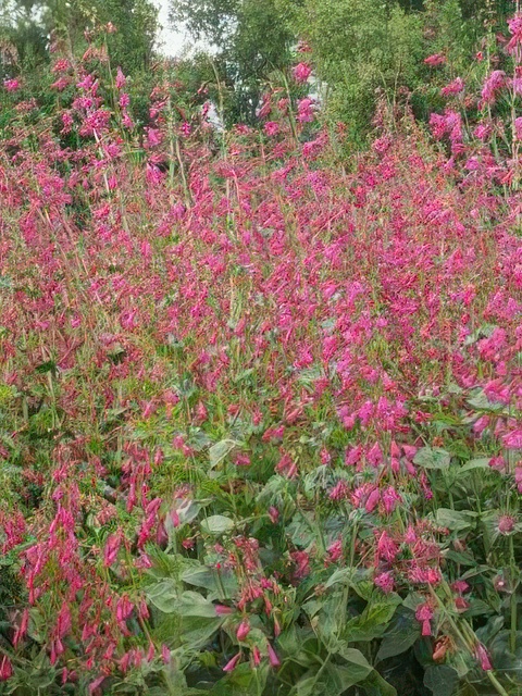 PENSTEMON HUMMINGBIRD MAGNET